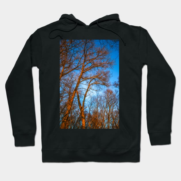 Winter landscape - frosty trees in snowy forest in the sunny morning. Tranquil winter nature in sunlight Hoodie by Olga Berlet